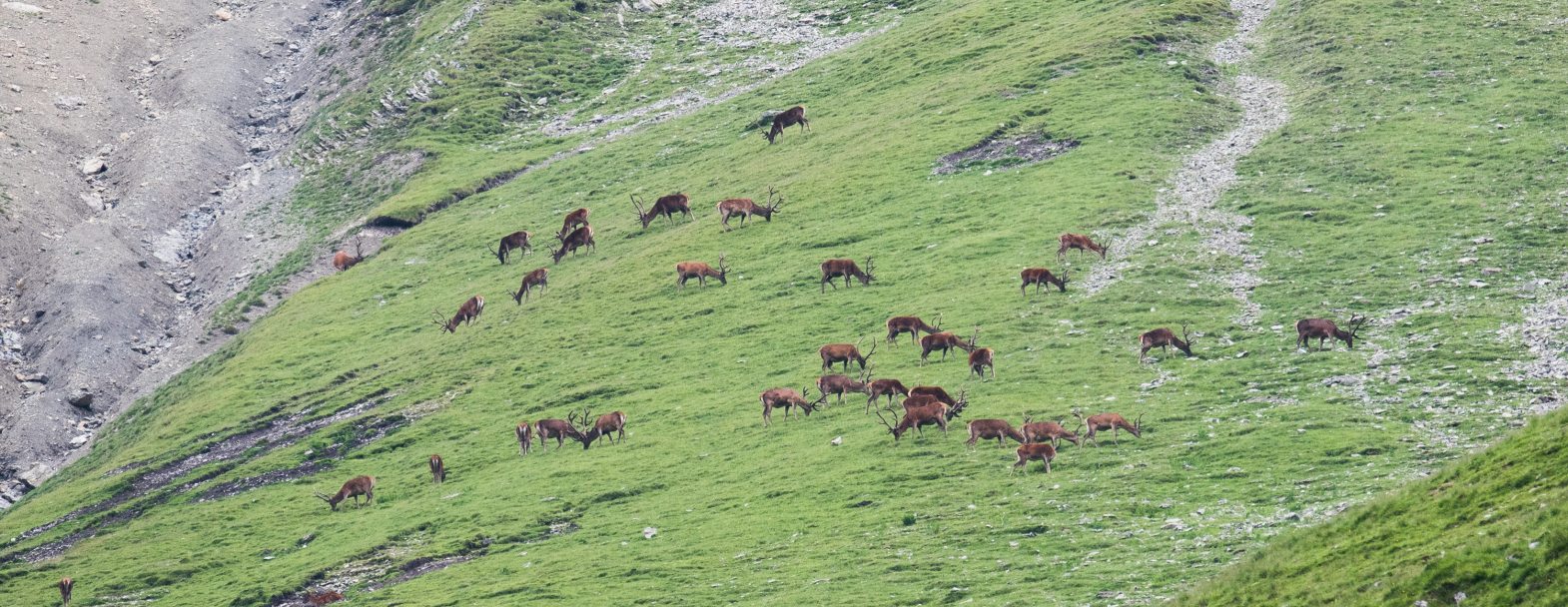 Le parc national suisse, une réussite exemplaire / ©Parc national suisse