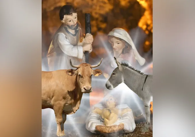 Quand l’âne et le bœuf jouent les intrus dans la crèche ©RTSreligion