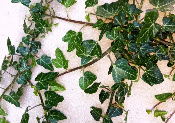 Tisser des liens ©Laurence Kummer