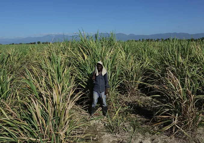 Un Haïtien d'orgine dans un champ de canne à sucre en République dominicaine ©Jean-Claude Gerez/RTSreligion