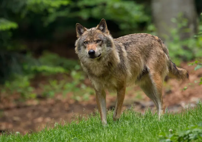 ©iStock/RobChristiaans