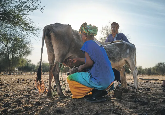 Une femme qui vend régulièrement du lait à l’unité de transformation gagne en moyenne 124 000 francs CFA par an (182 francs suisses). Un revenu complété par d’autres activités, mais bien inférieur au revenu sénégalais moyen (4000 francs environ). ©EPER