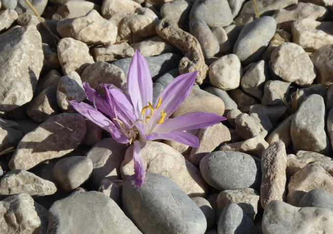 Au milieu des pierres, un fleur