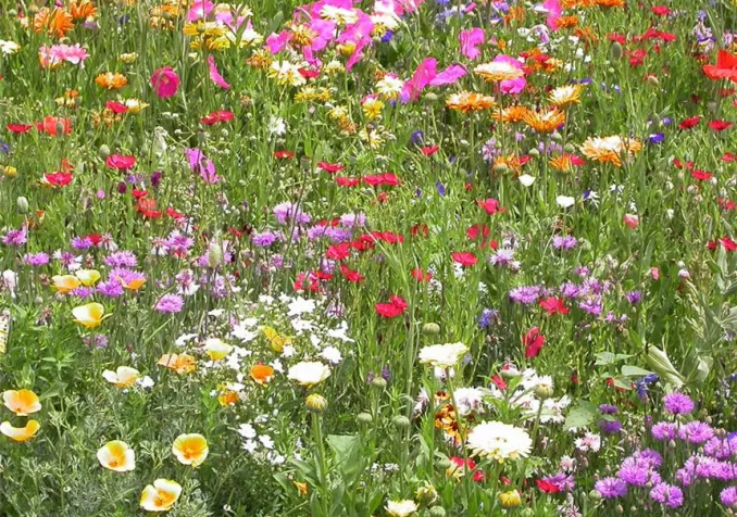 L'Eglise, un champ avec des fleurs de toutes les couleurs
