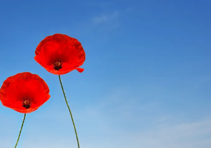 Prendre soin de son couple Un couple de fleurs