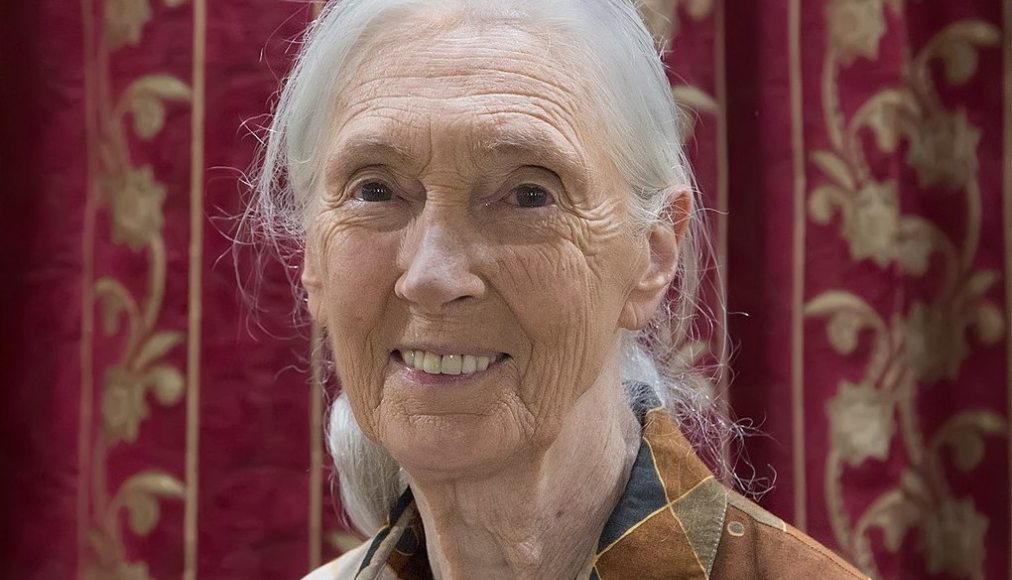 Jane Goodall en 2018 / ©Muhammad Mahdi Karim, GFDL 1.2 Wikimedia Commons