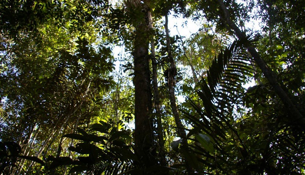 Forêt amazonienne / ©Flikr/Nao Iizuka