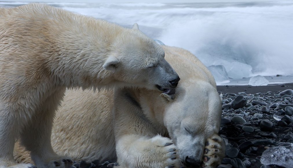 Les ours blancs sont menacés par le changement climatique (photomontage) Pixabay / 4924546