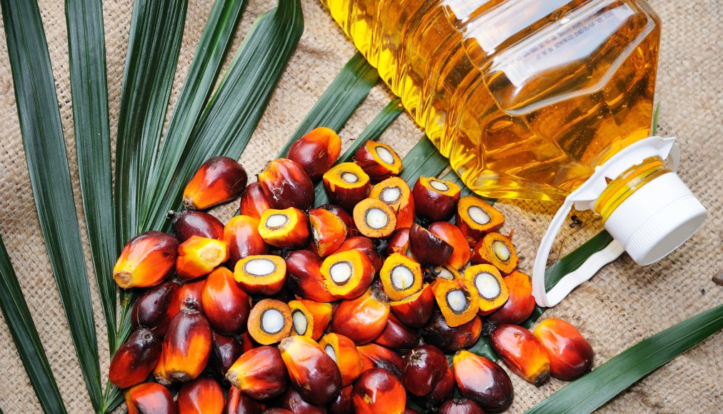 Huile et fruits du palmier / ©iStock / slpu9945