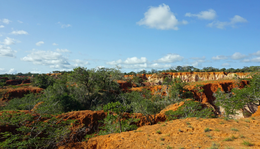 Région de Malindi, au sud-est du Kenya, où se trouve le village de Shakahola, où ont été retrouvées les victimes de la secte. / ©iStock