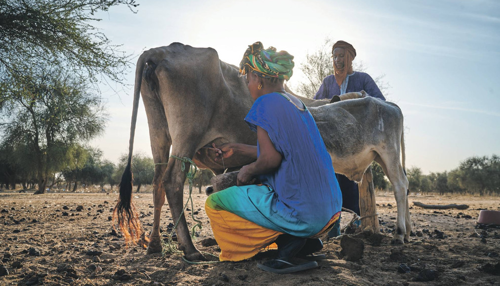 Une femme qui vend régulièrement du lait à l’unité de transformation gagne en moyenne 124 000 francs CFA par an (182 francs suisses). Un revenu complété par d’autres activités, mais bien inférieur au revenu sénégalais moyen (4000 francs environ). / ©EPER