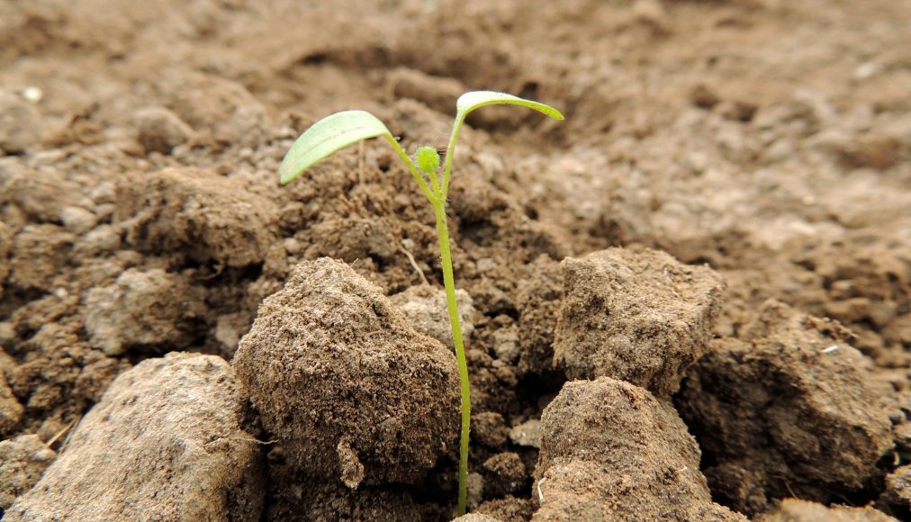 En ce début novembre, ouvrir un blog, c’est comme semer: un hiver va passer, et les fruits ne lèveront qu’ensuite. En ce début novembre, ouvrir un blog, c’est comme semer: un hiver va passer, et les fruits ne lèveront qu’ensuite. / CC0 Fill / Pixabay