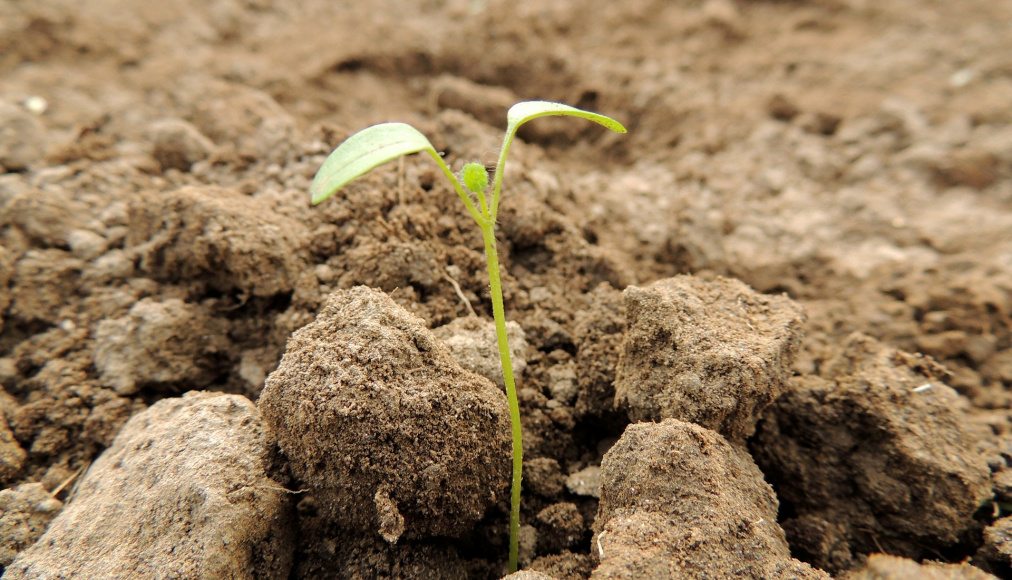 Germination Germination