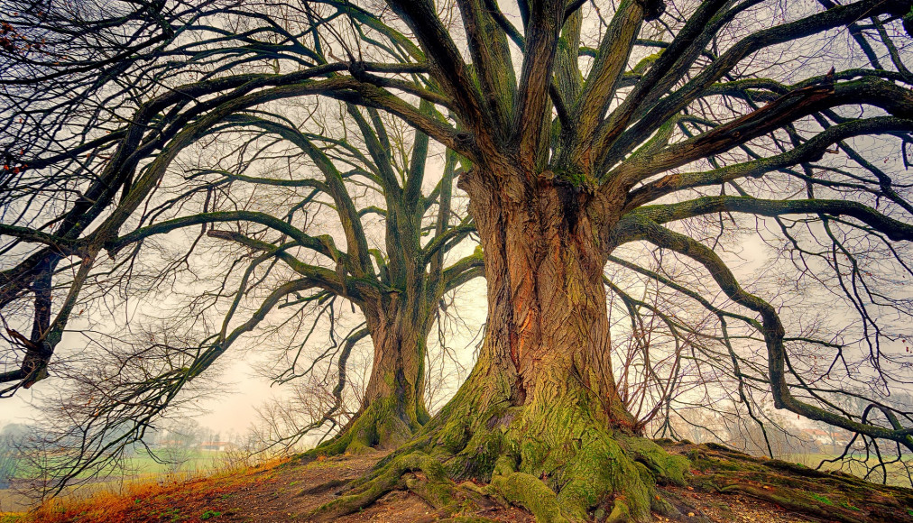 La solidité de l'ancrage dans la tradition La solidité de l'ancrage dans la tradition / Pixabay