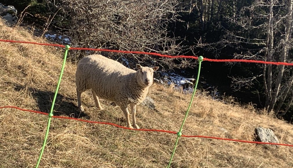 Carré de mouton / Grillage en liberté 