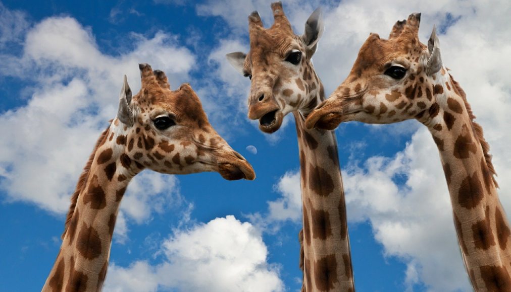 S&#039;écouter et se rencontrer quand on n&#039;est pas d&#039;accord... / Trois girafes &quot;discutent&quot; devant un ciel légèrement nuageux