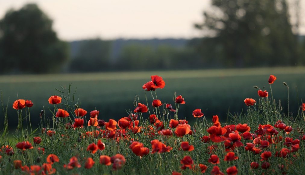 campagne / campagne