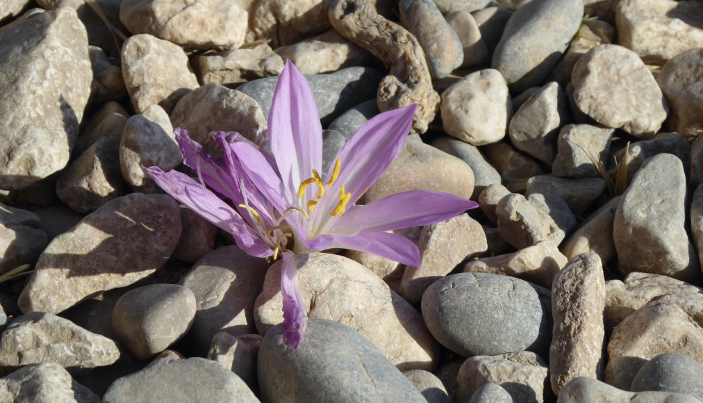 Au milieu des pierres, un fleur