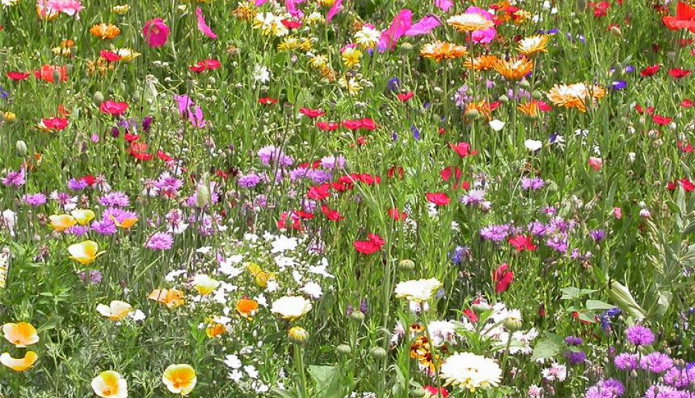 L'Eglise, un champ avec des fleurs de toutes les couleurs