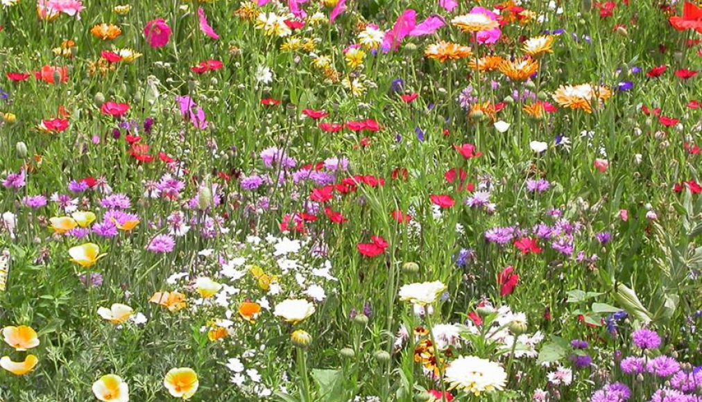 L'Eglise, un champ avec des fleurs de toutes les couleurs L'Eglise, un champ avec des fleurs de toutes les couleurs