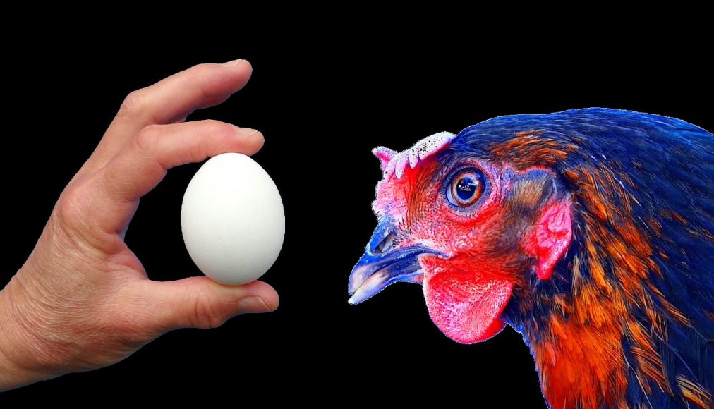La question de la poule et de l’œuf: les paroisses meurent-elles parfois parce qu’on a créé les régions artificiellement à leurs dépens ou bien a-t-on voulu compenser la mort des paroisses en créant les régions? La question de la poule et de l’œuf: les paroisses meurent-elles parfois parce qu’on a créé les régions artificiellement à leurs dépens ou bien a-t-on voulu compenser la mort des paroisses en créant les régions? / CC0 Papynoun / Pixabay