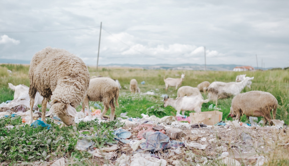 Jésus dit: &quot;Je suis le bon berger, je vous donnerai la vie en abondance.&quot; / Un troupeau de mouton broute dans un champs de détritus. Mario Heller, unsplash.