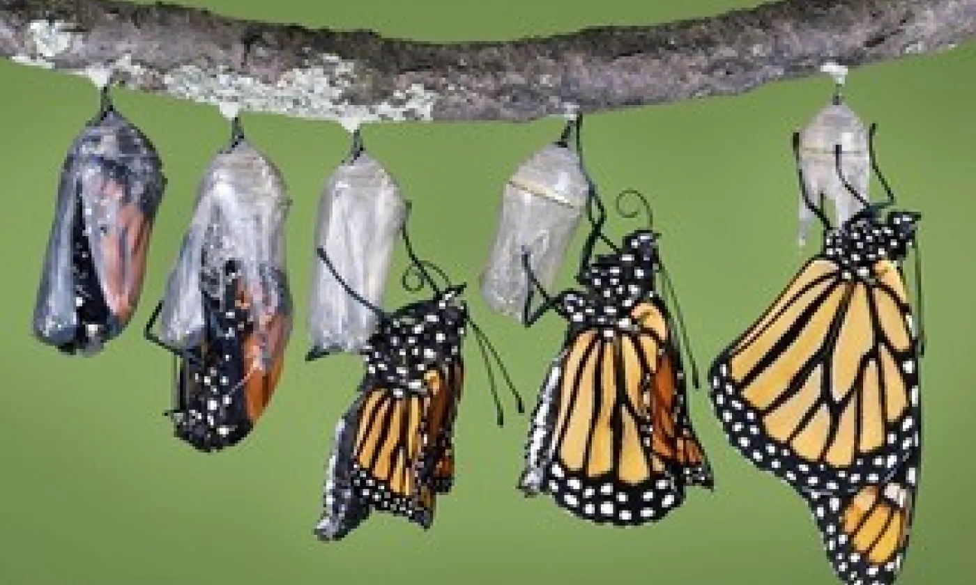 La belle aventure du développement relationnel. © Mathieu Bouvier. www.pourunatlasdesfigures.net