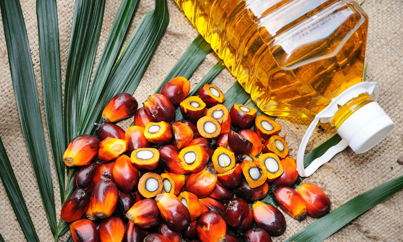Huile et fruits du palmier ©iStock / slpu9945