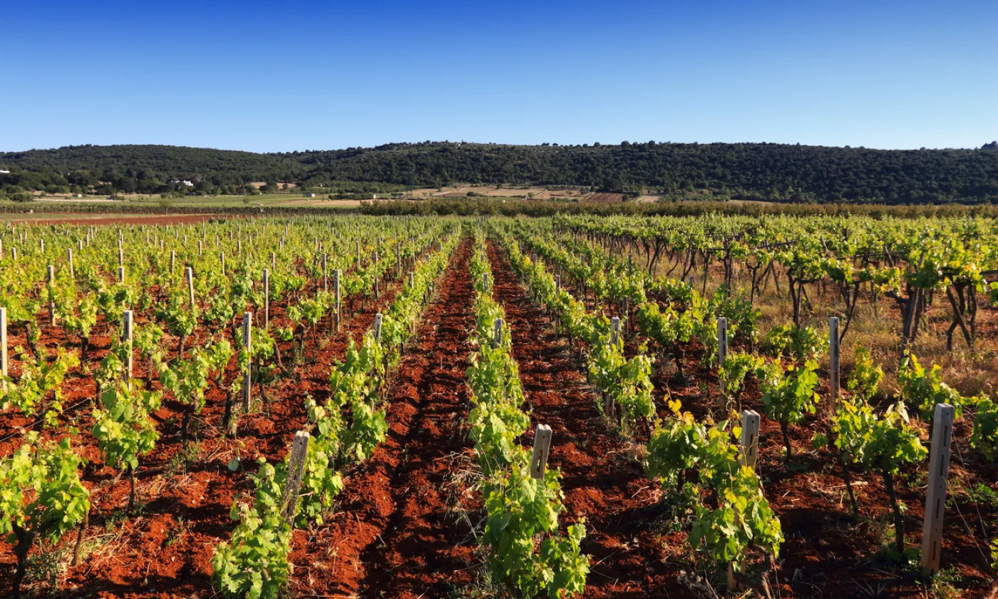 Vignoble dans la région des Pouilles, Italie ©iStock