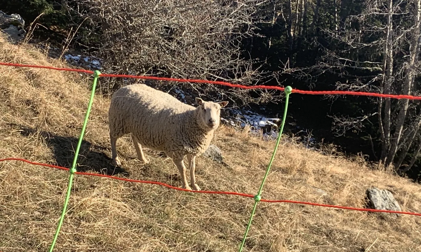 Grillage en liberté 