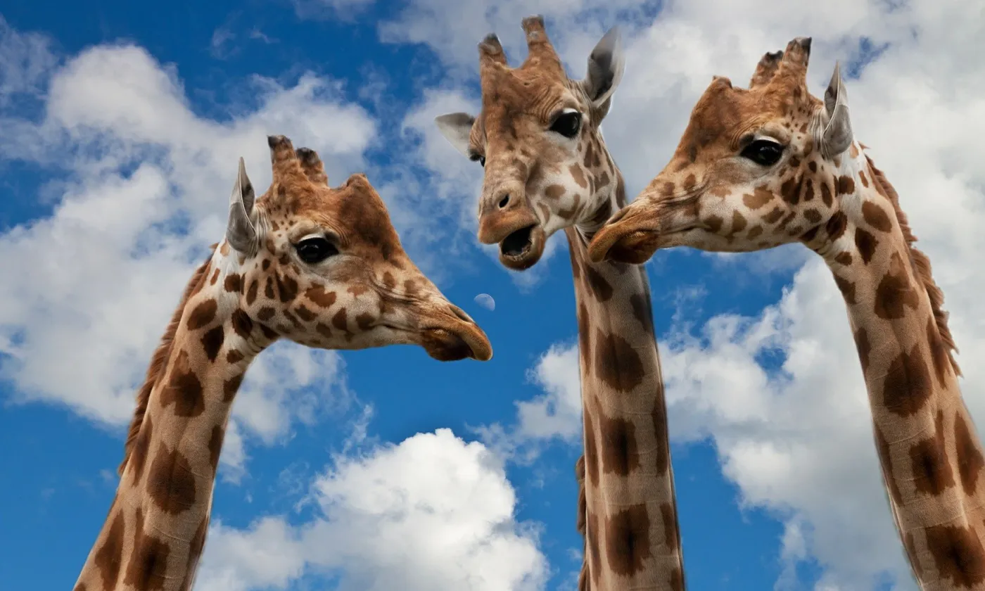 Trois girafes "discutent" devant un ciel légèrement nuageux