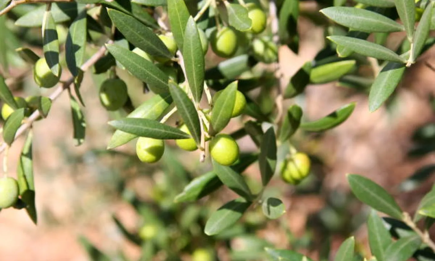 Au jardin des Oliviers Oliviers - arton5833-1fde1