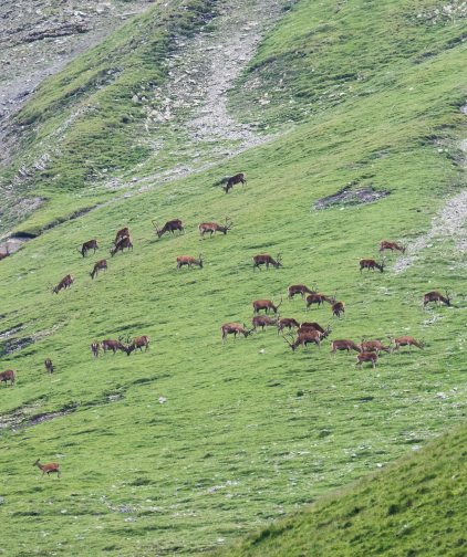 Le parc national suisse, une réussite exemplaire / ©Parc national suisse