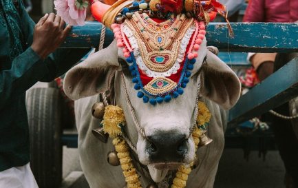 Le gouvernement indien organise un quiz géant sur le thème de la vache / ©Pixabay