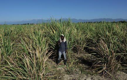 Un Haïtien d&#039;orgine dans un champ de canne à sucre en République dominicaine / ©Jean-Claude Gerez/RTSreligion
