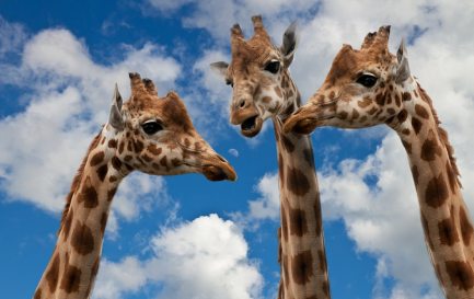 S&#039;écouter et se rencontrer quand on n&#039;est pas d&#039;accord... / Trois girafes &quot;discutent&quot; devant un ciel légèrement nuageux