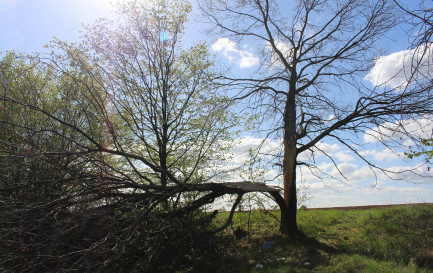 Un arbre en partie brisé