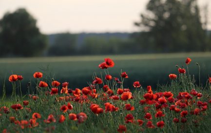 campagne / campagne