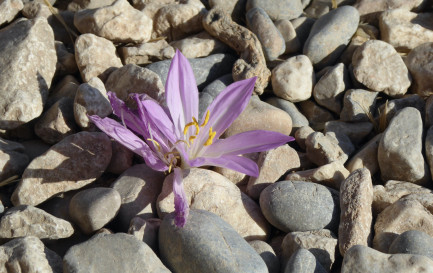 Au milieu des pierres, un fleur