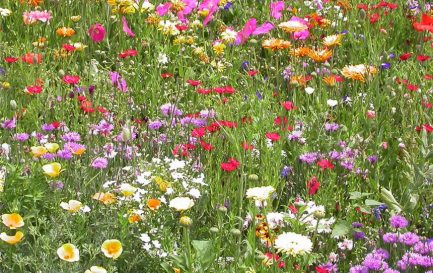 L'Eglise, un champ avec des fleurs de toutes les couleurs