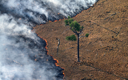 © Greenpeace | Rodrigo Baléia